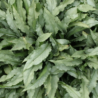 Pulmonaria  'Diana Clare'